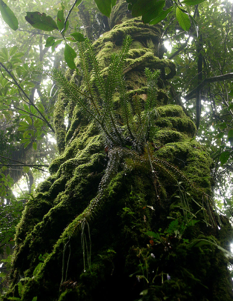 Huperzia phlegmaria