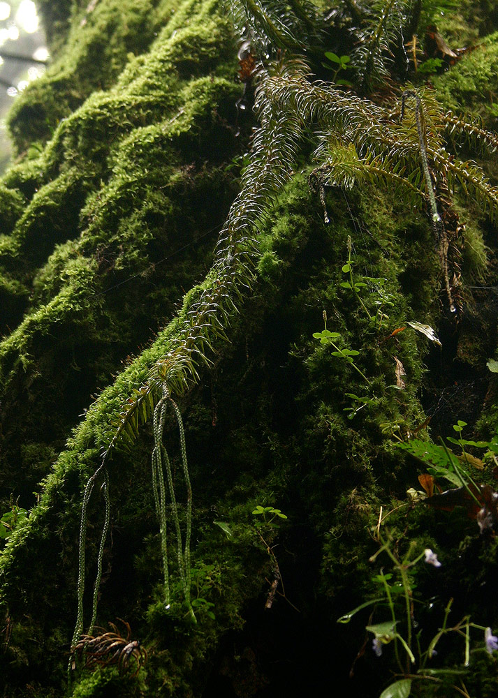 Huperzia phlegmaria
