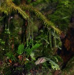 Huperzia phlegmaria