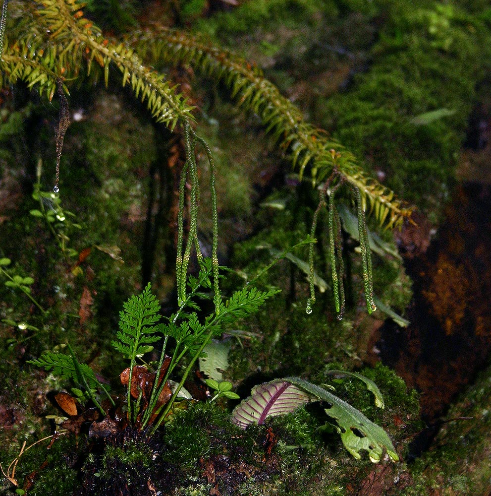 Huperzia phlegmaria