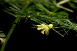 Asparagus setaceus