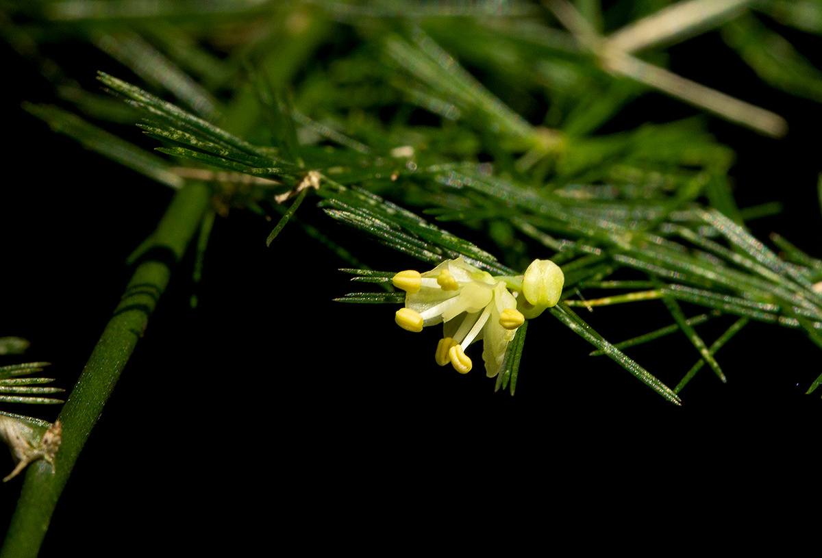 Asparagus setaceus
