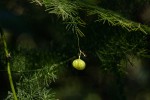 Asparagus setaceus