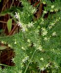 Asparagus setaceus