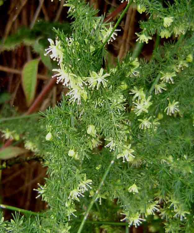 Asparagus setaceus