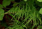 Asparagus setaceus