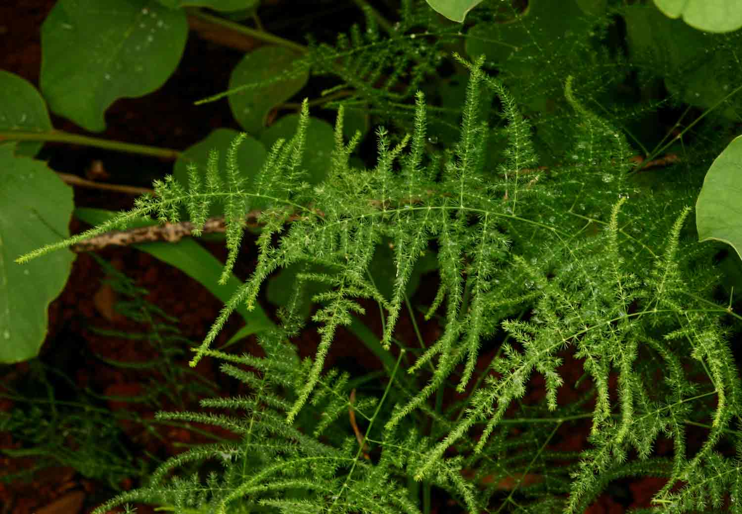 Asparagus setaceus