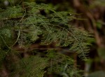 Asparagus setaceus