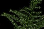 Asparagus setaceus