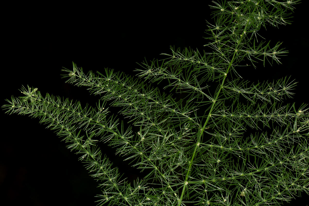 Asparagus setaceus