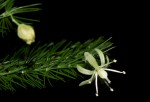 Asparagus setaceus