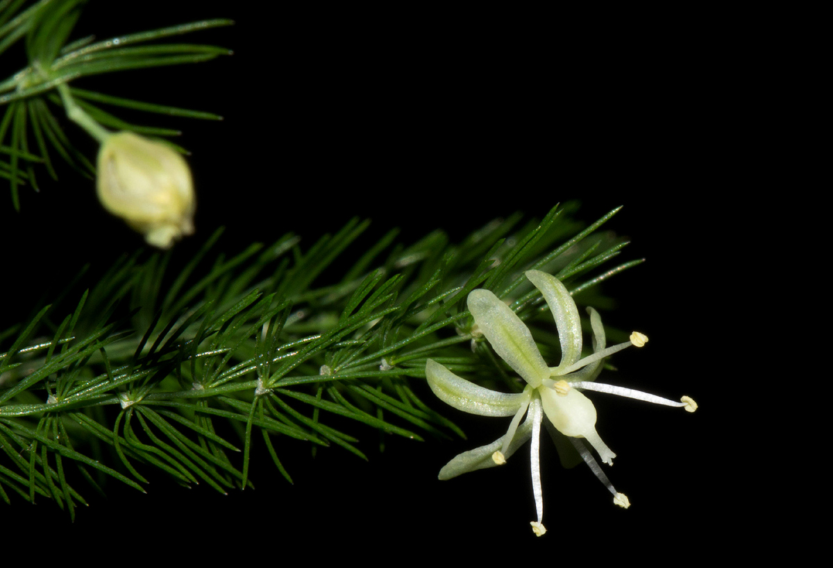 Asparagus setaceus