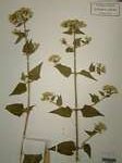 Chromolaena odorata