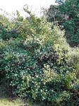 Chromolaena odorata