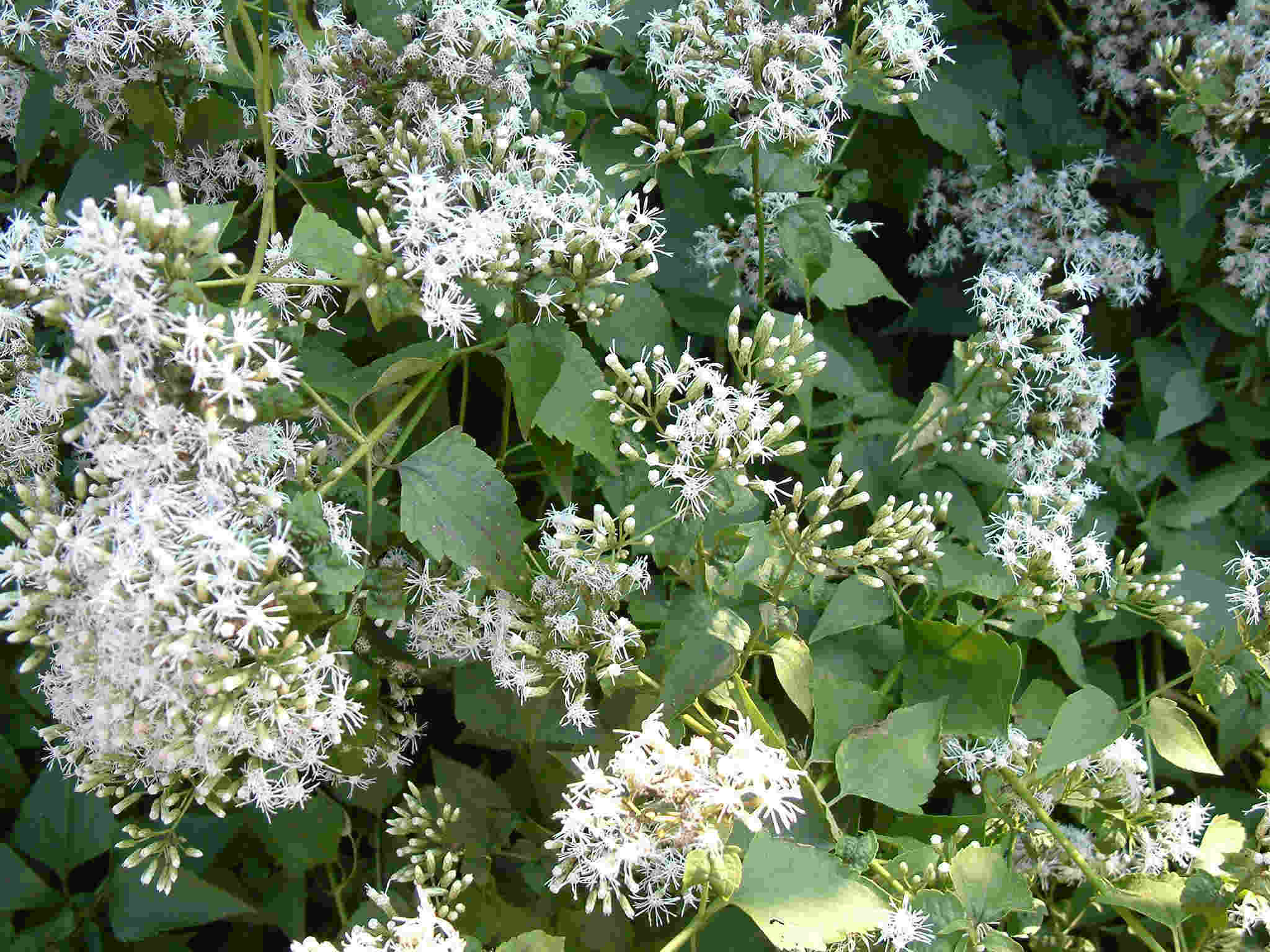 Chromolaena odorata