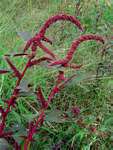 Amaranthus hybridus
