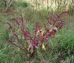 Amaranthus hybridus