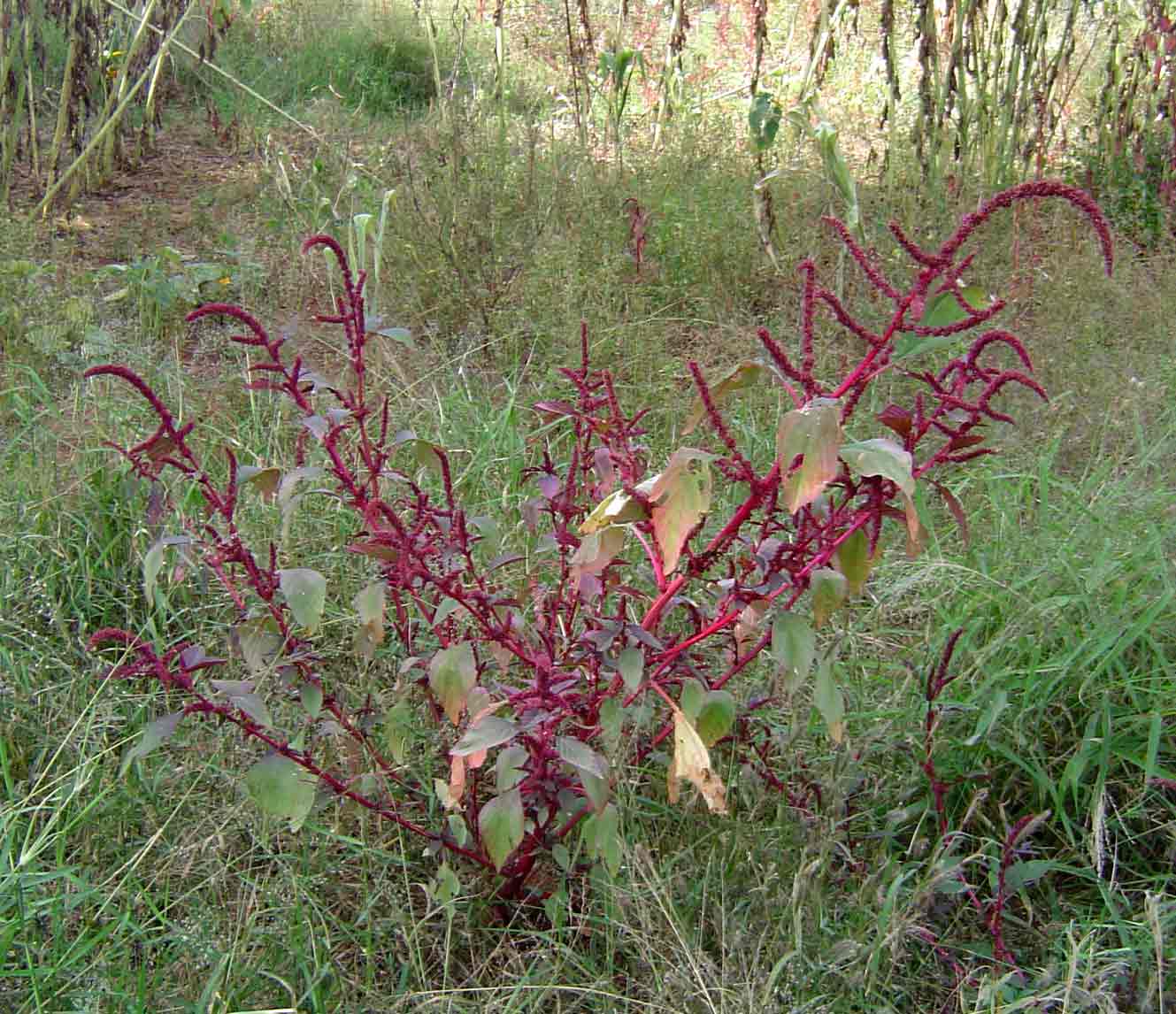 Amaranthus hybridus