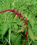 Amaranthus hybridus