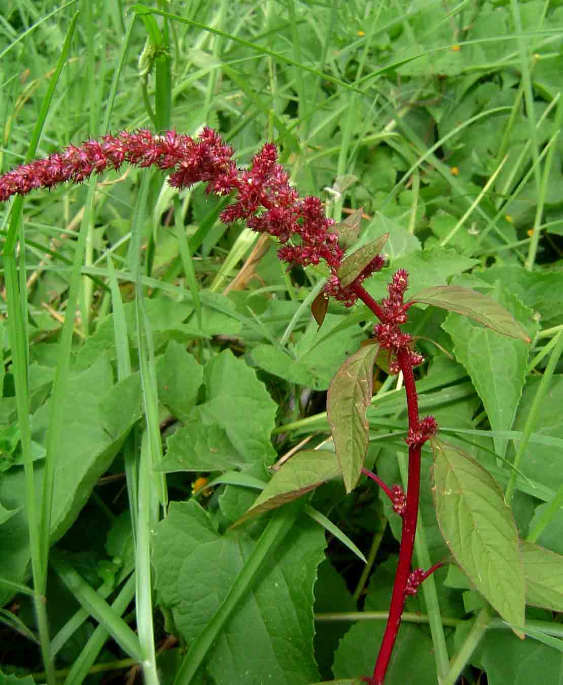 Amaranthus hybridus