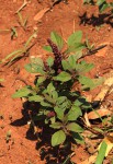 Amaranthus hybridus