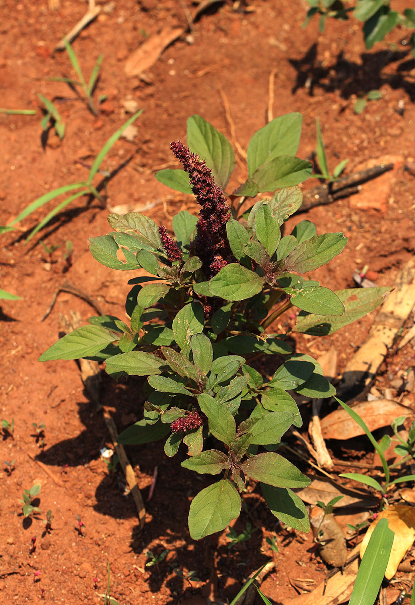 Amaranthus hybridus