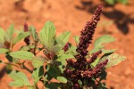 Amaranthus hybridus