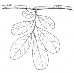 Hexalobus monopetalus