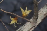 Hexalobus monopetalus