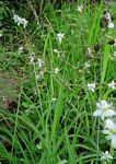 Chlorophytum galpinii