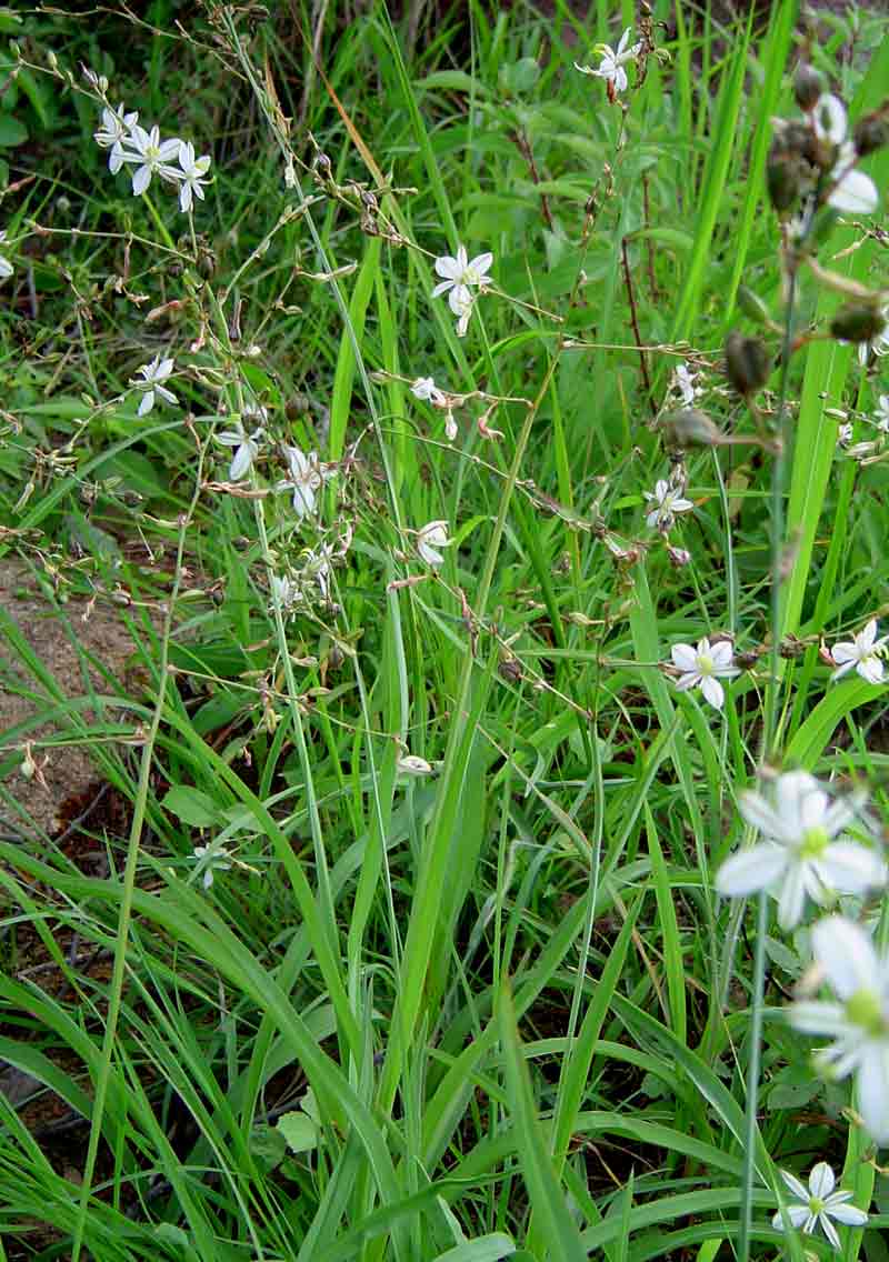 Chlorophytum galpinii