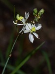 Chlorophytum galpinii