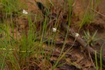 Chlorophytum galpinii