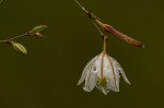 Chlorophytum galpinii