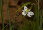 Chlorophytum galpinii