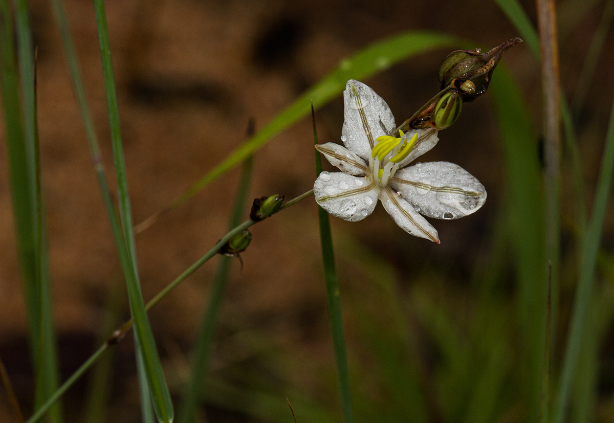 Chlorophytum galpinii