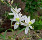 Chlorophytum galpinii