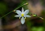 Chlorophytum galpinii
