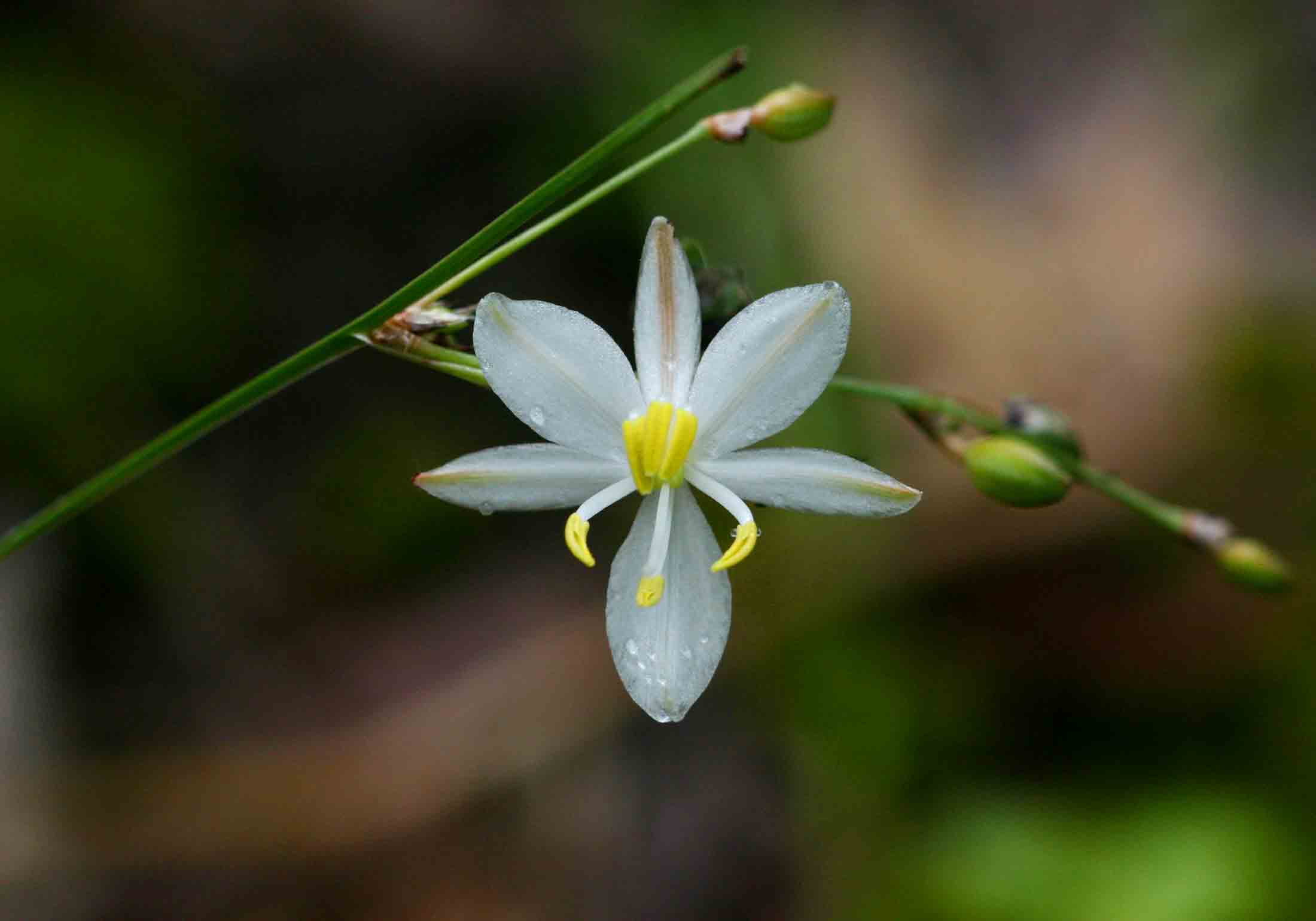 Chlorophytum galpinii