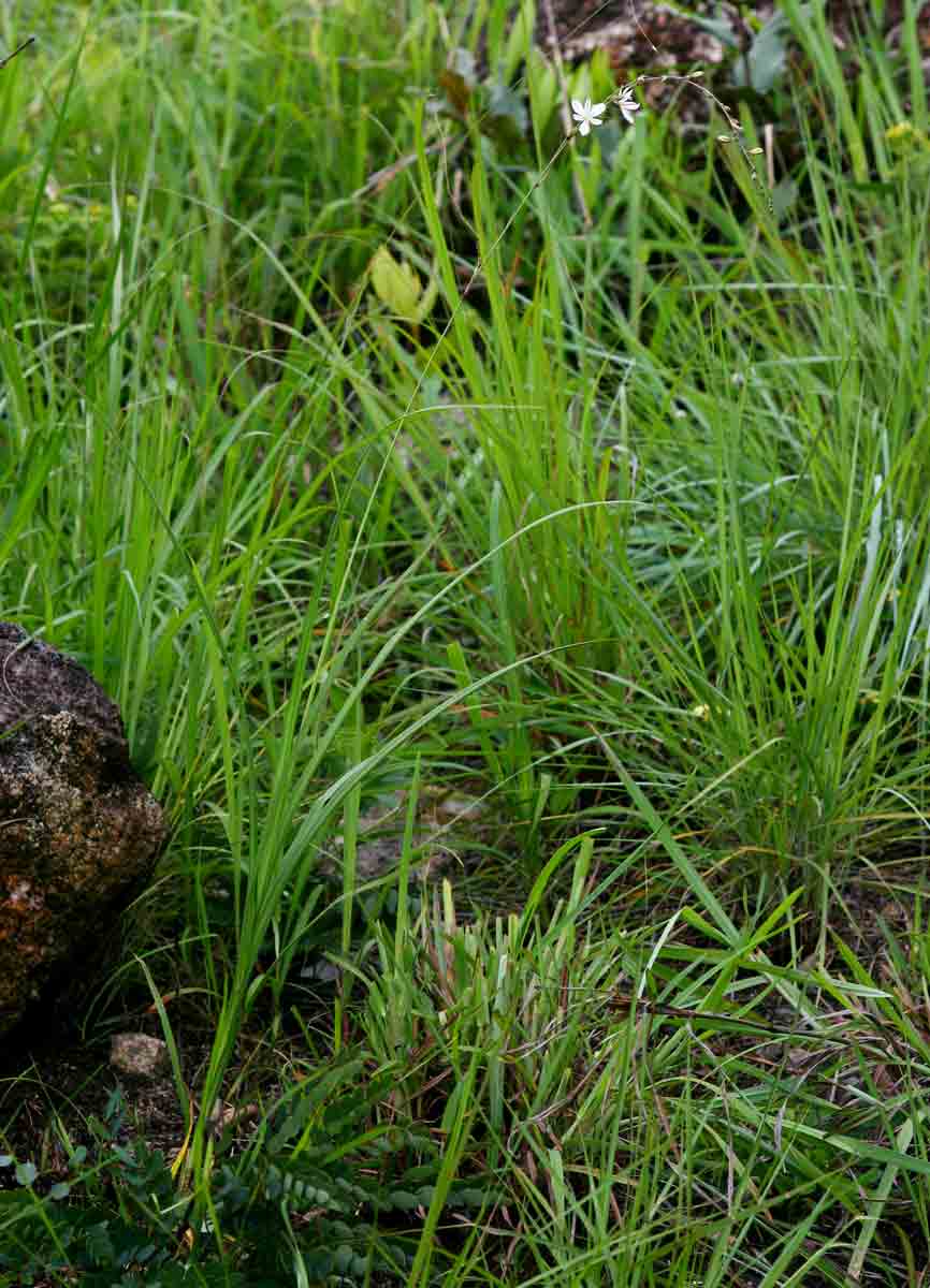 Chlorophytum galpinii