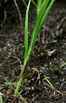 Chlorophytum galpinii