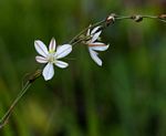 Chlorophytum galpinii