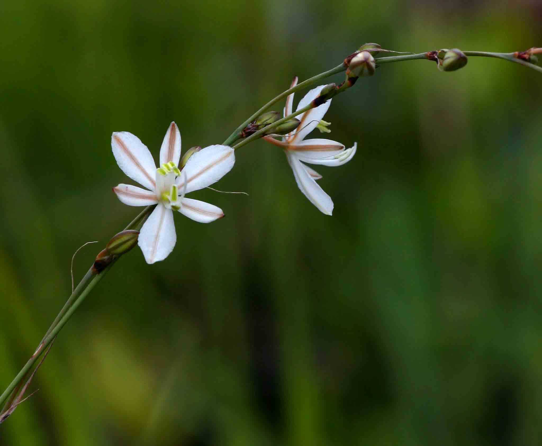 Chlorophytum galpinii