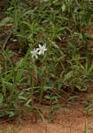 Chlorophytum galpinii