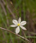 Chlorophytum galpinii