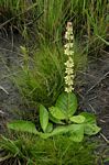 Orthosiphon allenii