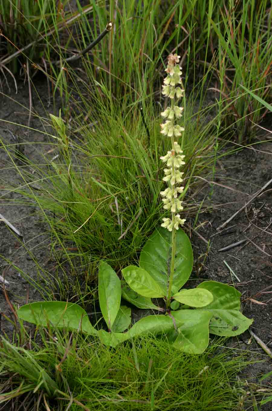 Orthosiphon allenii