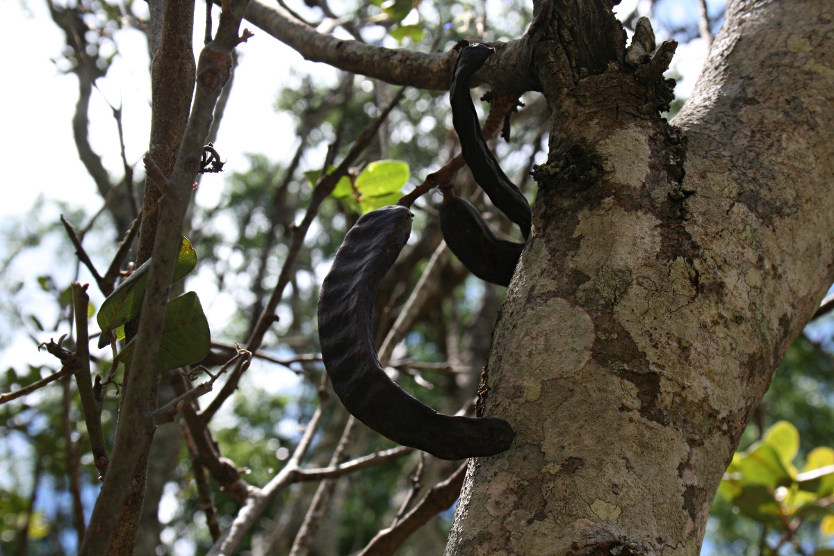 Ceratonia siliqua
