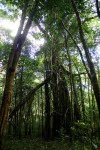 Ficus rokko