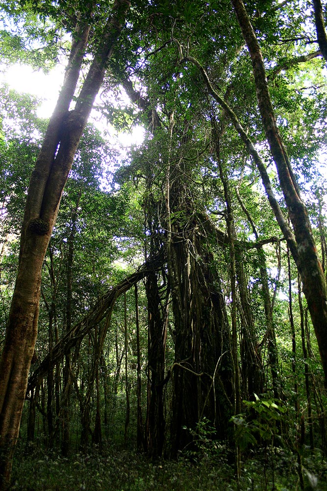 Ficus rokko